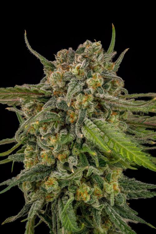 Kannabia Zoap Rosé - Pheno Hunting. Week 13 - ZR39