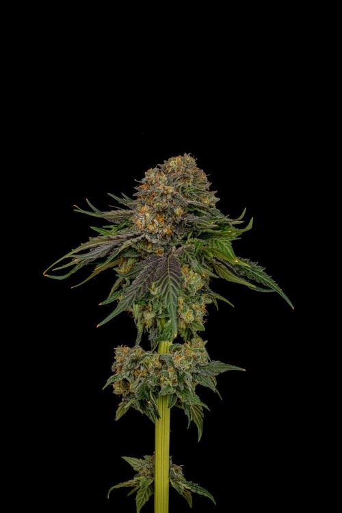 Kannabia Zoap Rosé - Pheno Hunting. Week 13 - ZR 30