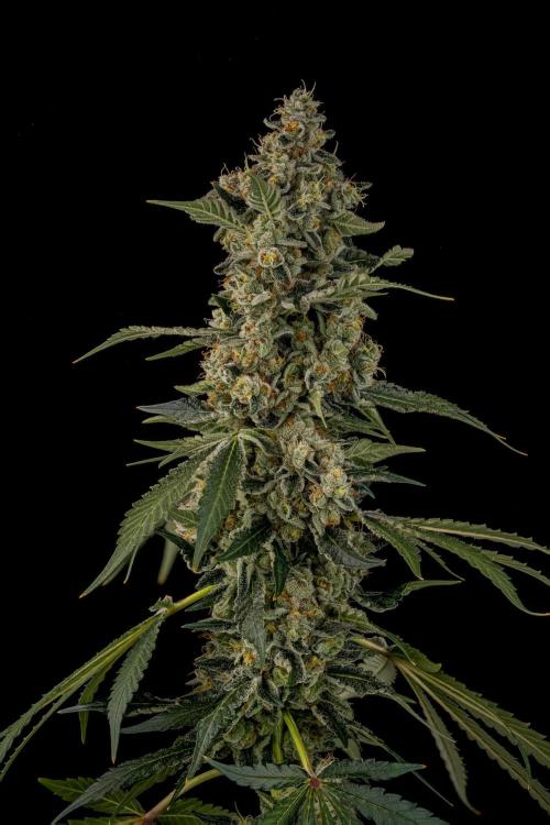 Kannabia Apple Fritter -  Pheno Hunting. Week 13 - AFB 2