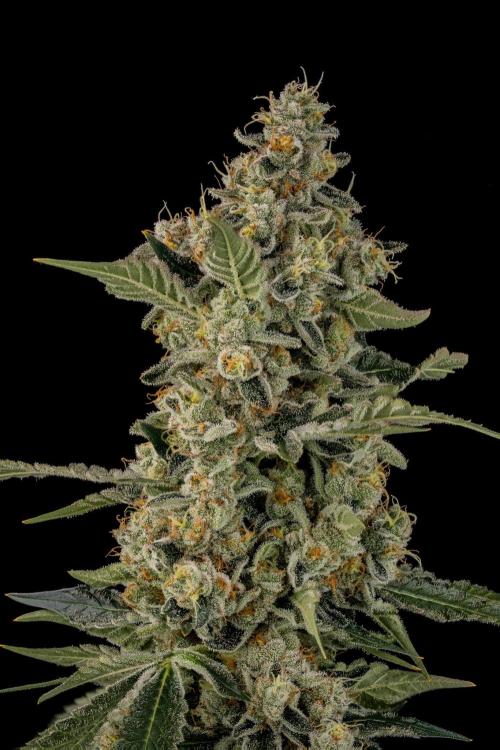 Kannabia Apple Fritter -  Pheno Hunting. Week 13 - AFB 2