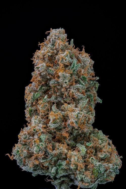 Kannabia Sativa Dream - Pheno Hunting. Week 14 - SD2-60