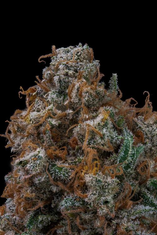 Kannabia Sativa Dream - Pheno Hunting. Week 14 - SD2-60