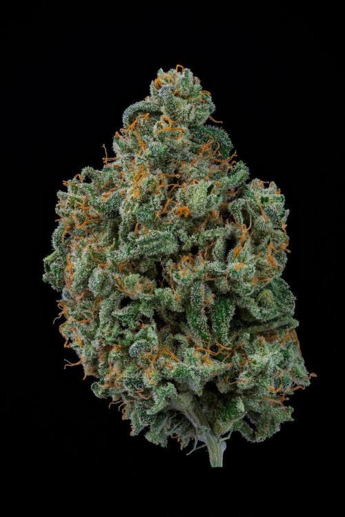 Kannabia Sativa Dream - Pheno Hunting. Week 14 - SD1-13