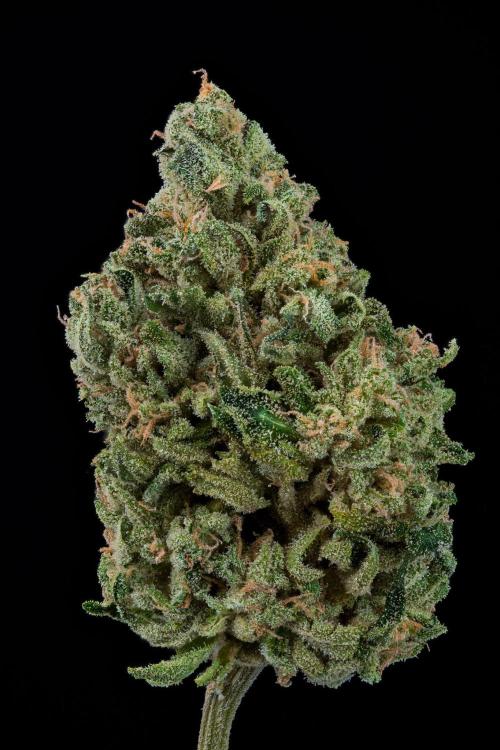 Kannabia Sativa Dream - Pheno Hunting. Week 14 - SD1-33