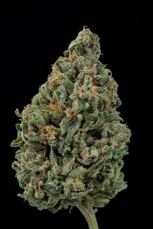 Kannabia Sativa Dream - Pheno Hunting. Week 14 - SD2-33