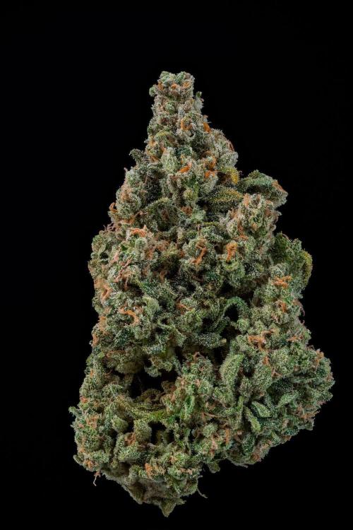 Kannabia Sativa Dream - Pheno Hunting. Week 14 - SD2-33