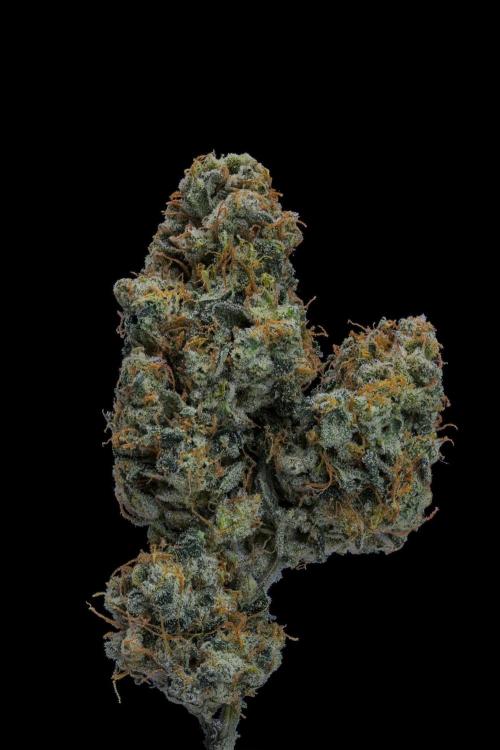 Kannabia Pink Gelato - Pheno Hunting. Week 14 - PG 84