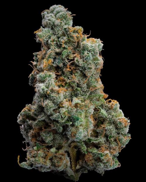 Kannabia Pink Gelato - Pheno Hunting. Week 14 - PG 30