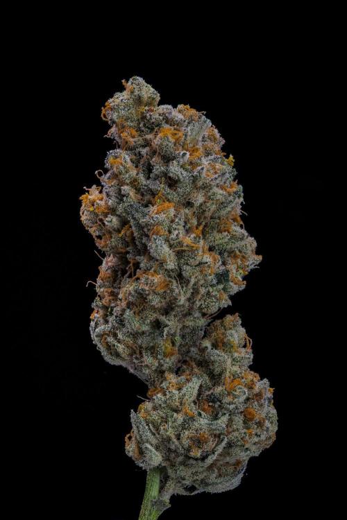 Kannabia Pink Gelato - Pheno Hunting. Week 14 - PG