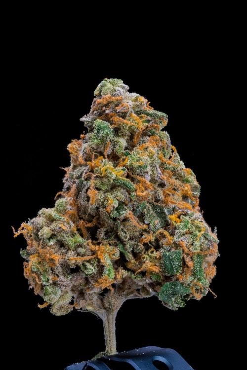 Kannabia Pink Gelato - Pheno Hunting. Week 14 - PG