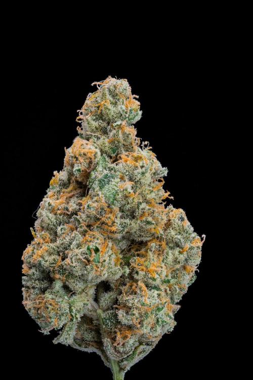 Kannabia Apple Fritter -  Pheno Hunting. Week 14 - AF-8