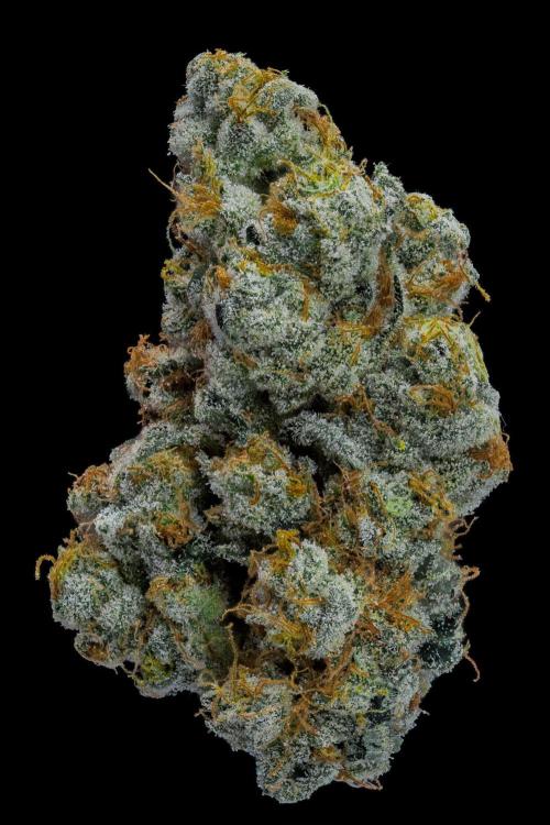 Kannabia Apple Fritter -  Pheno Hunting. Week 14 - AFB-1