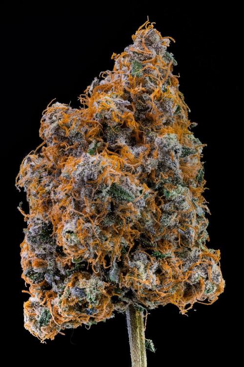 Kannabia Zoap Rosé - Pheno Hunting. Week 14 - ZR-39