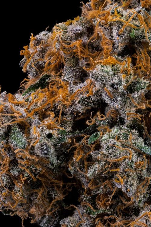 Kannabia Zoap Rosé - Pheno Hunting. Week 14 - ZR-39