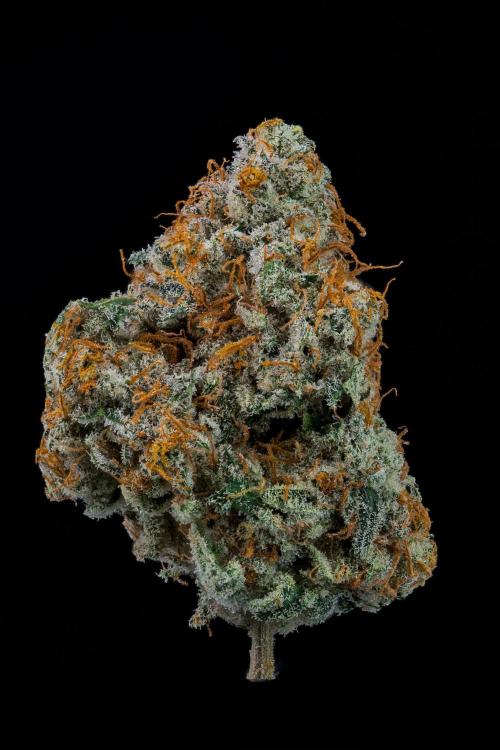 Kannabia Zoap Rosé - Pheno Hunting. Week 14 - ZR-60