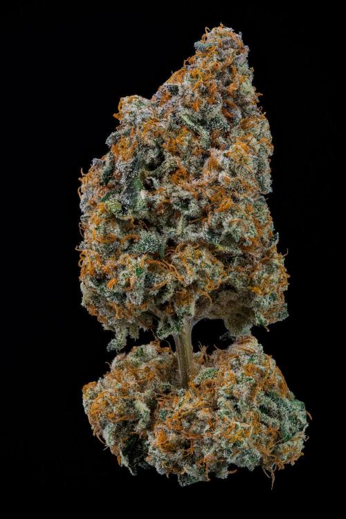 Kannabia Zoap Rosé - Pheno Hunting. Week 14 - ZR-60