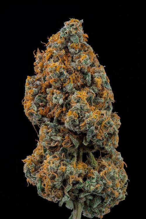 Kannabia Zoap Rosé - Pheno Hunting. Week 14 - ZR-68