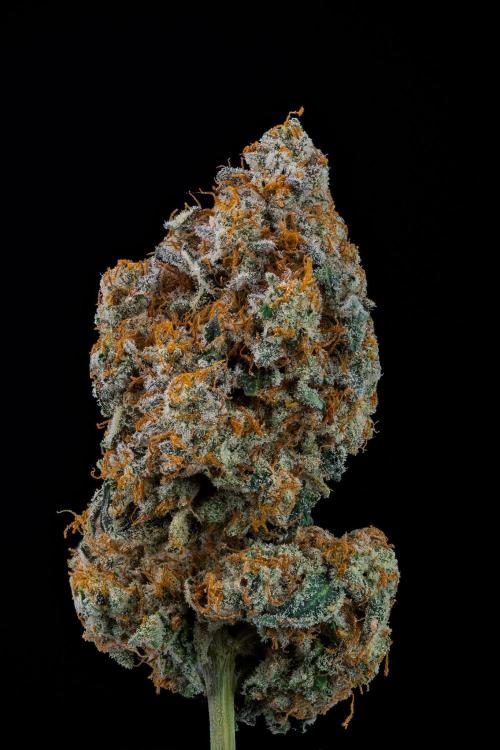 Kannabia Zoap Rosé - Pheno Hunting. Week 14 - ZR-68