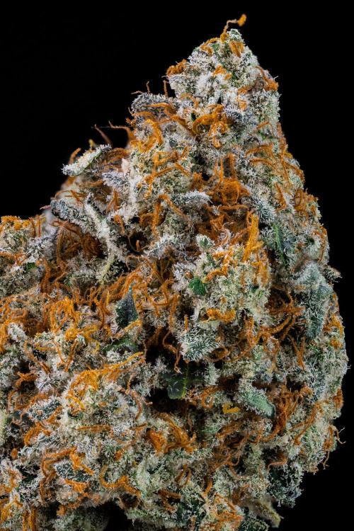 Kannabia Zoap Rosé - Pheno Hunting. Week 14 - ZR-60