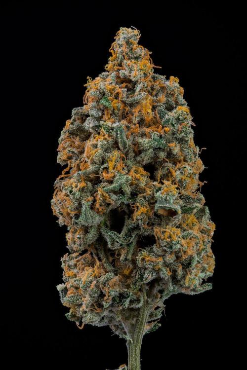 Kannabia Zoap Rosé - Pheno Hunting. Week 14 - ZR-68