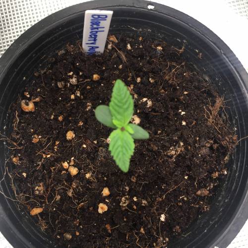 BlackBerry Auto . Week 1 - Day 5 31/7/2019