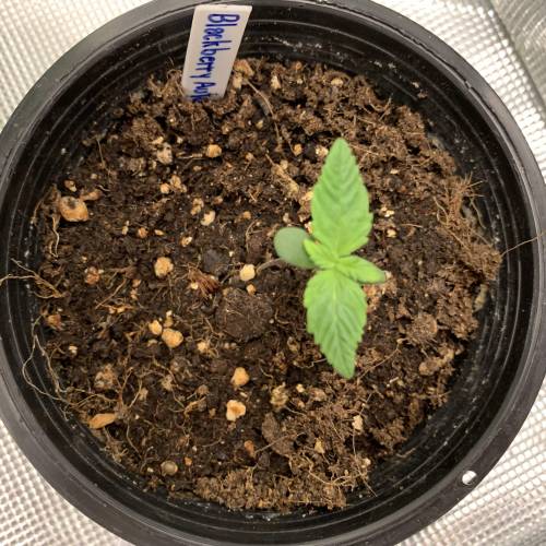 BlackBerry Auto . Week 1 - Day 7 2/8/2019