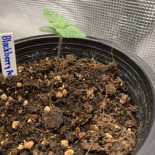 BlackBerry Auto . Week 1 - Day 7 2/8/2019