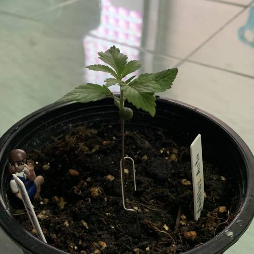 BlackBerry Auto . Week 2 - Day 11 6/8/2019