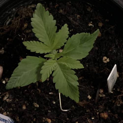 BlackBerry Auto . Week 2 - Day 11 6/8/2019