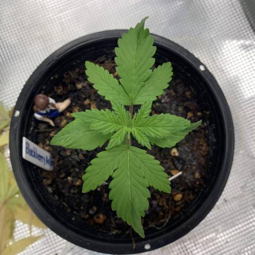 BlackBerry Auto . Week 2 - Day 13 8/8/2019