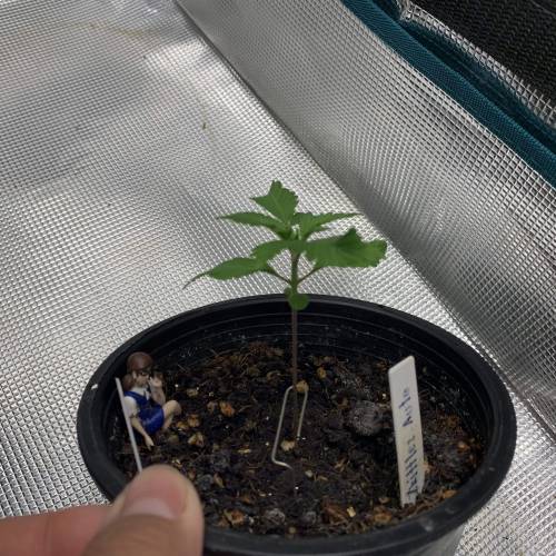 BlackBerry Auto . Week 2 - Day 13 8/8/2019