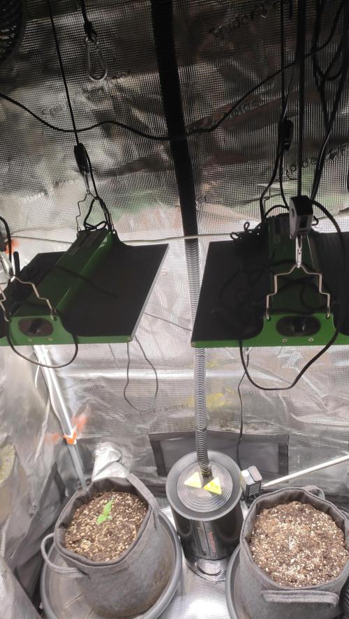 Two hippos in one box. Week 0