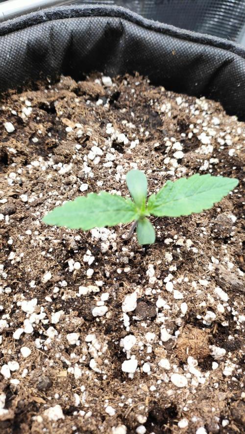 Two hippos in one box. Week 0