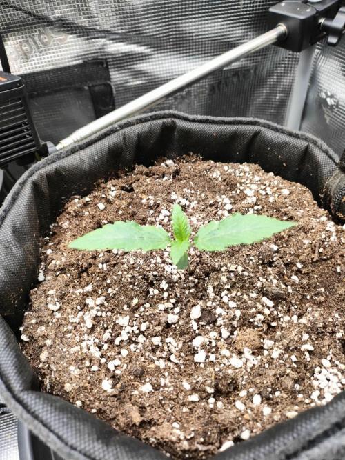 Two hippos in one box. Week 0