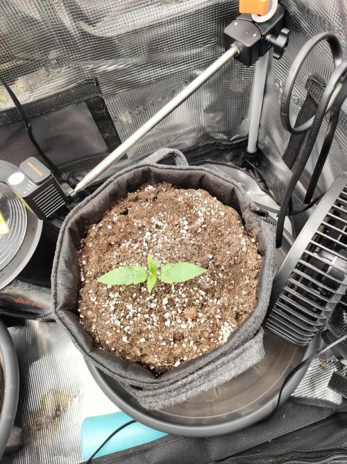 Two hippos in one box. Week 0