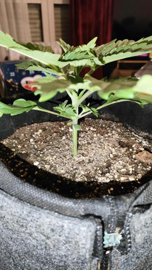 Two hippos in one box. Week 2