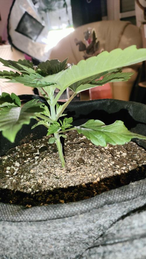 Two hippos in one box. Week 2