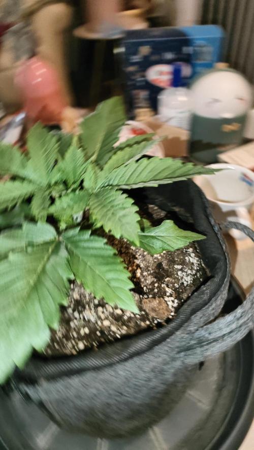 Two hippos in one box. Week 2