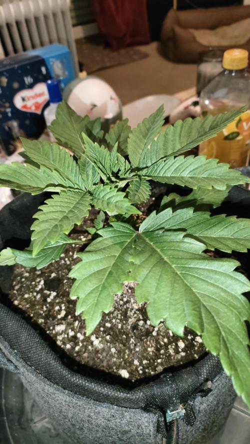 Two hippos in one box. Week 2