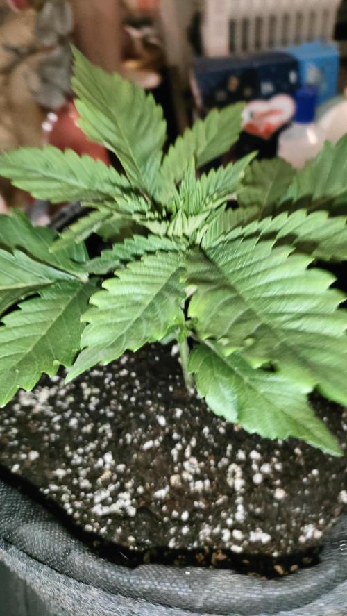 Two hippos in one box. Week 2