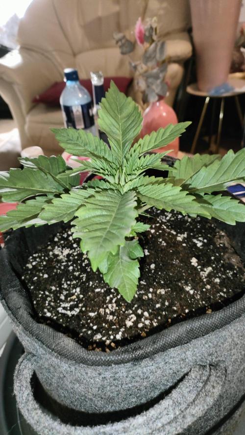 Two hippos in one box. Week 2