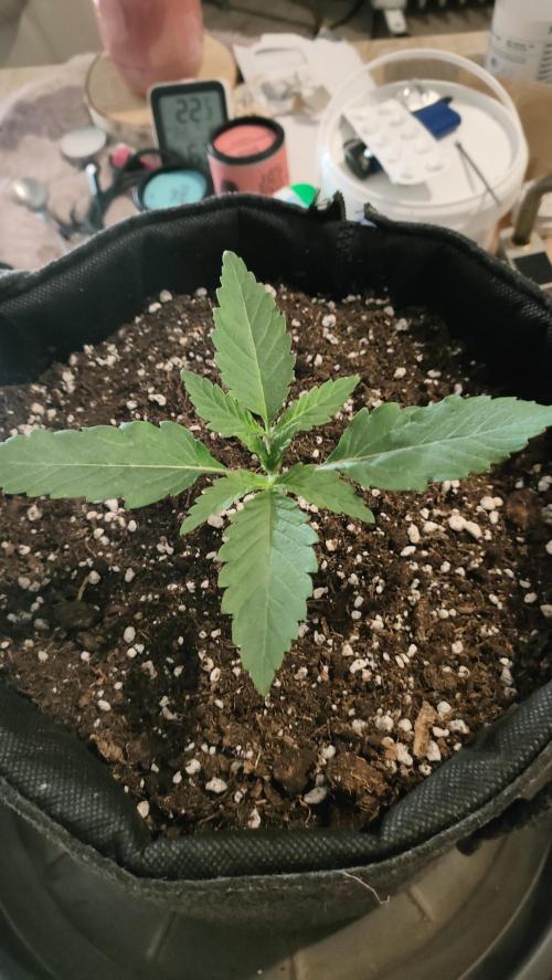 Two hippos in one box. Week 2