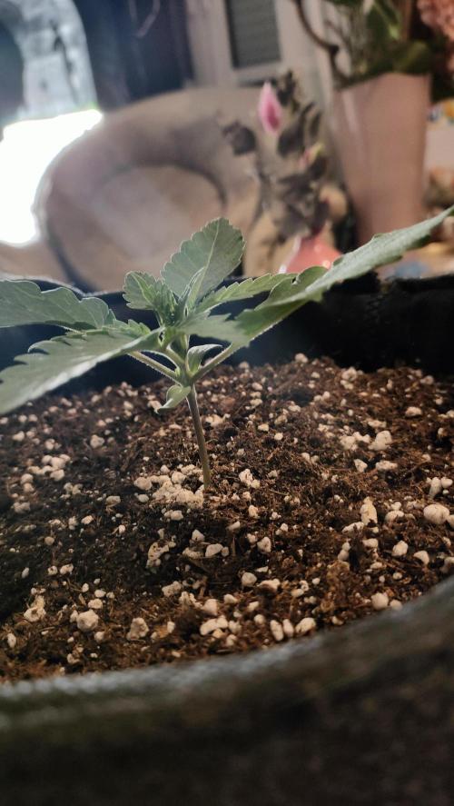 Two hippos in one box. Week 2