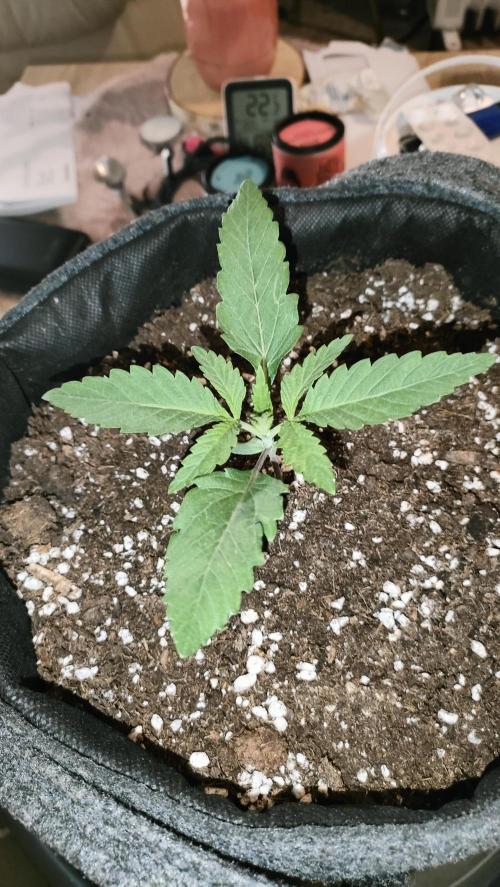 Two hippos in one box. Week 2