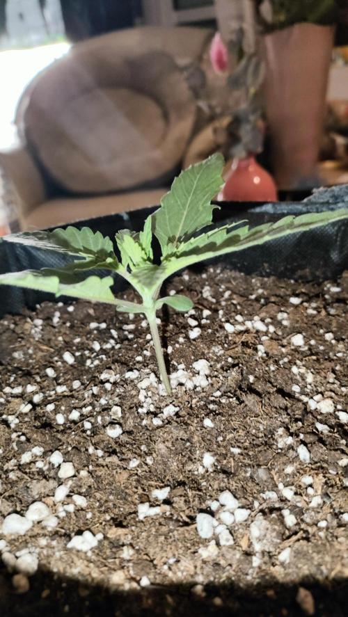 Two hippos in one box. Week 2