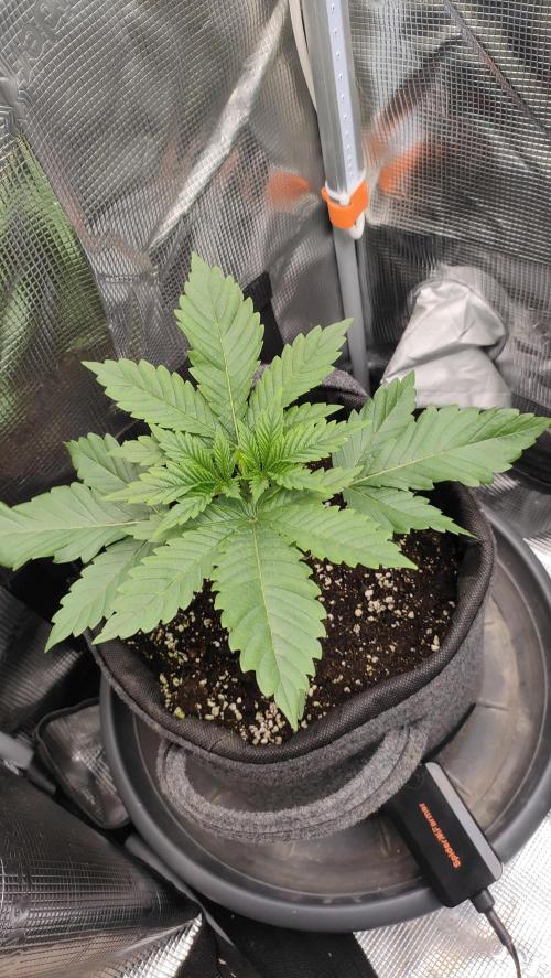 Two hippos in one box. Week 2