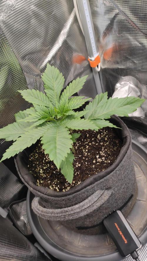 Two hippos in one box. Week 2