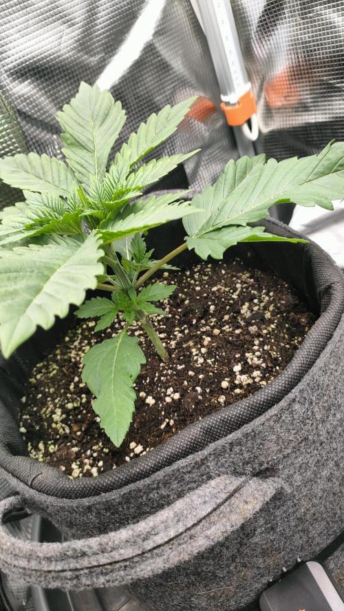 Two hippos in one box. Week 2