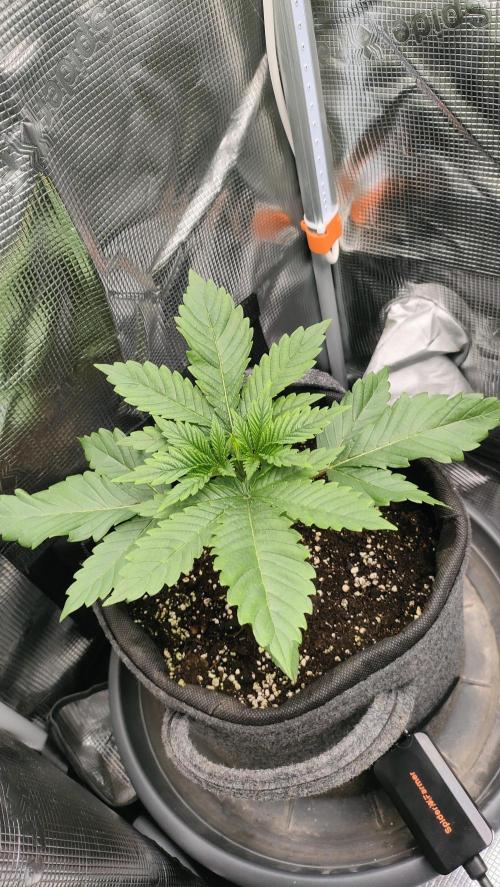 Two hippos in one box. Week 2