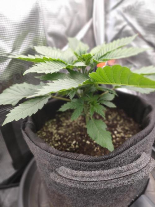 Two hippos in one box. Week 3